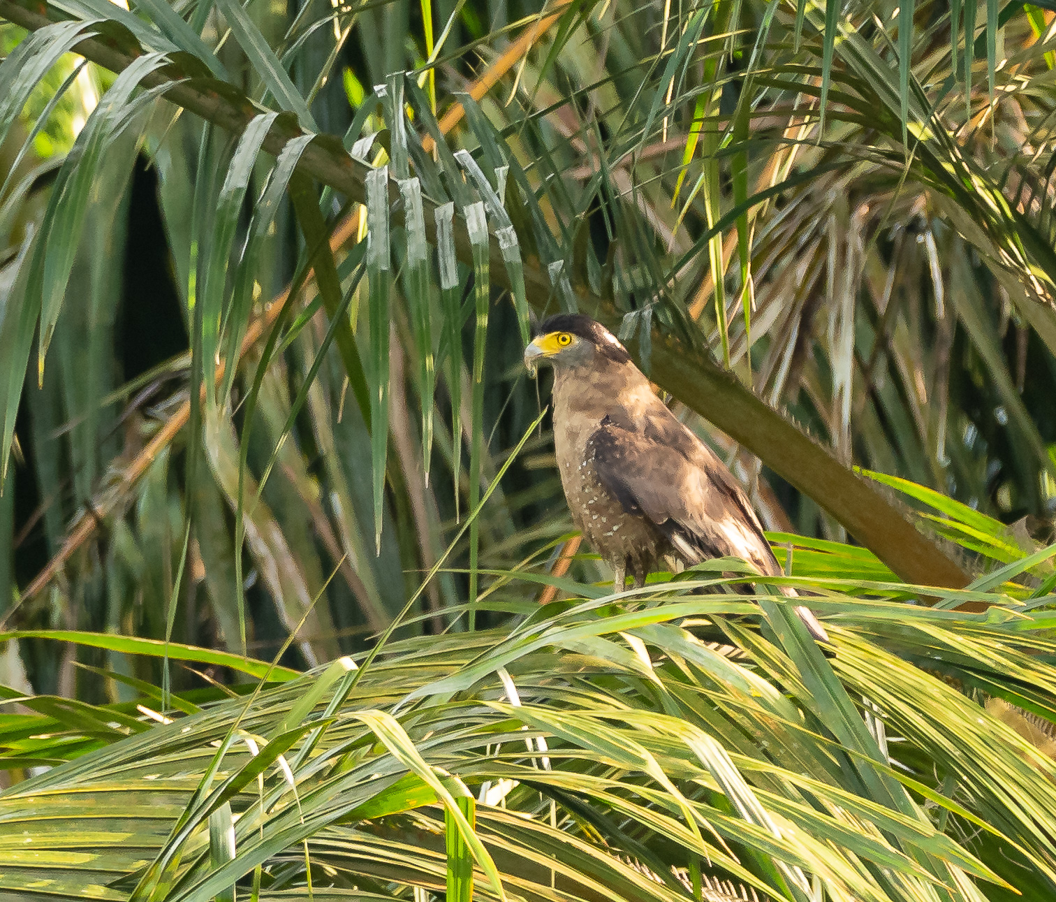 Crested Serpent Eagle